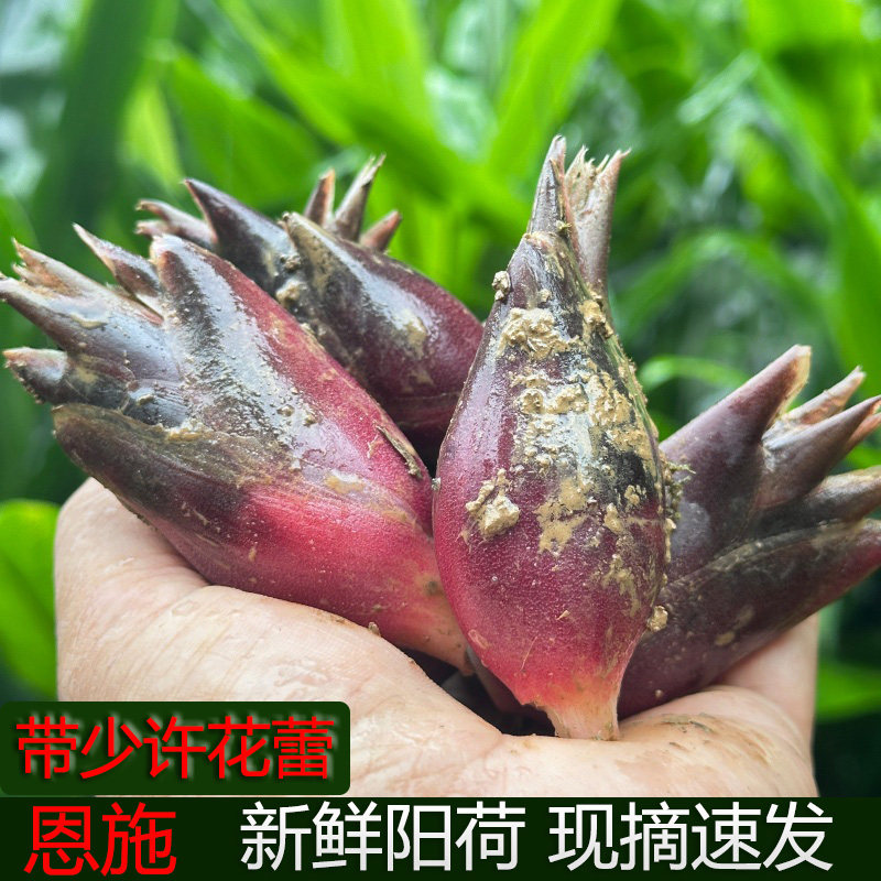 洋河阳和恩施高山新鲜阳荷姜