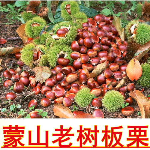 蒙山板栗老树黄心油栗野生毛栗子