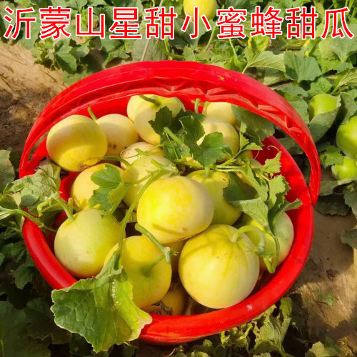 甜瓜脆甜头茬新鲜头茬现摘现发