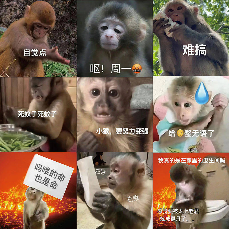 63张趣味搞笑猴子表情包贴纸沙雕创意笔记本电脑桌面装饰贴画防水
