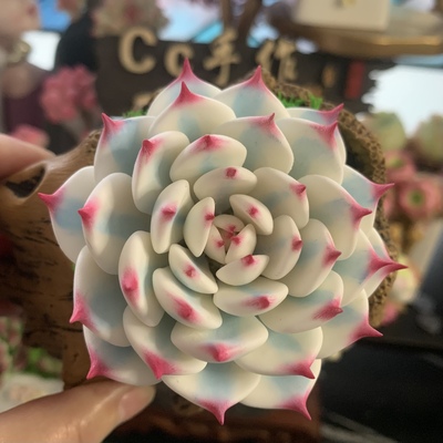 粘土多肉乌木玉蝶锦蓝丝绒红心莲