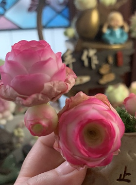 Cc原创迷你树脂黏土仿真多肉山地玫瑰植物小老桩虾饺汽车摆件生日