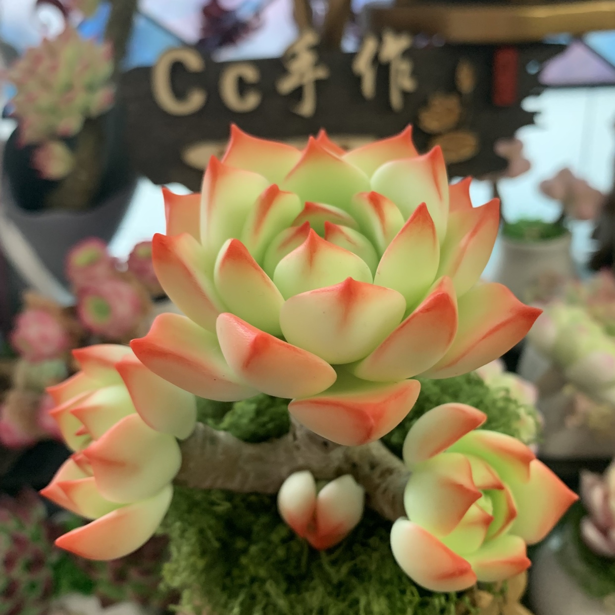 粘土多肉香草玉蝶锦蓝丝绒红心莲