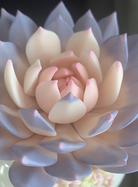 Cc手作原创树脂黏土仿真多肉植物永生不凋仙气精美粉蓝鸟摆件生日