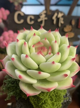 粘土多肉乌木玉蝶锦蓝丝绒红心莲