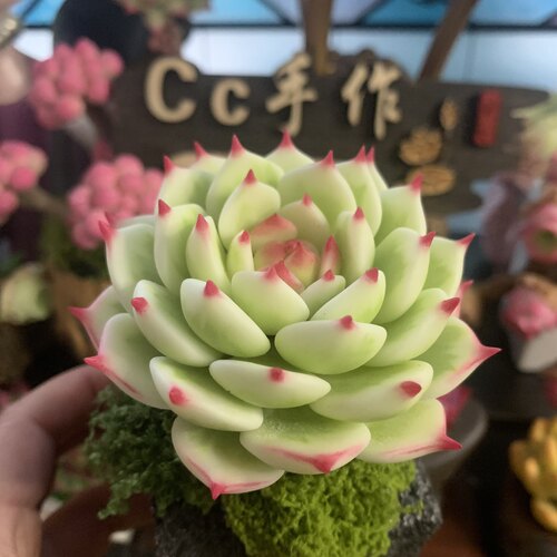 粘土多肉乌木玉蝶锦蓝丝绒红心莲