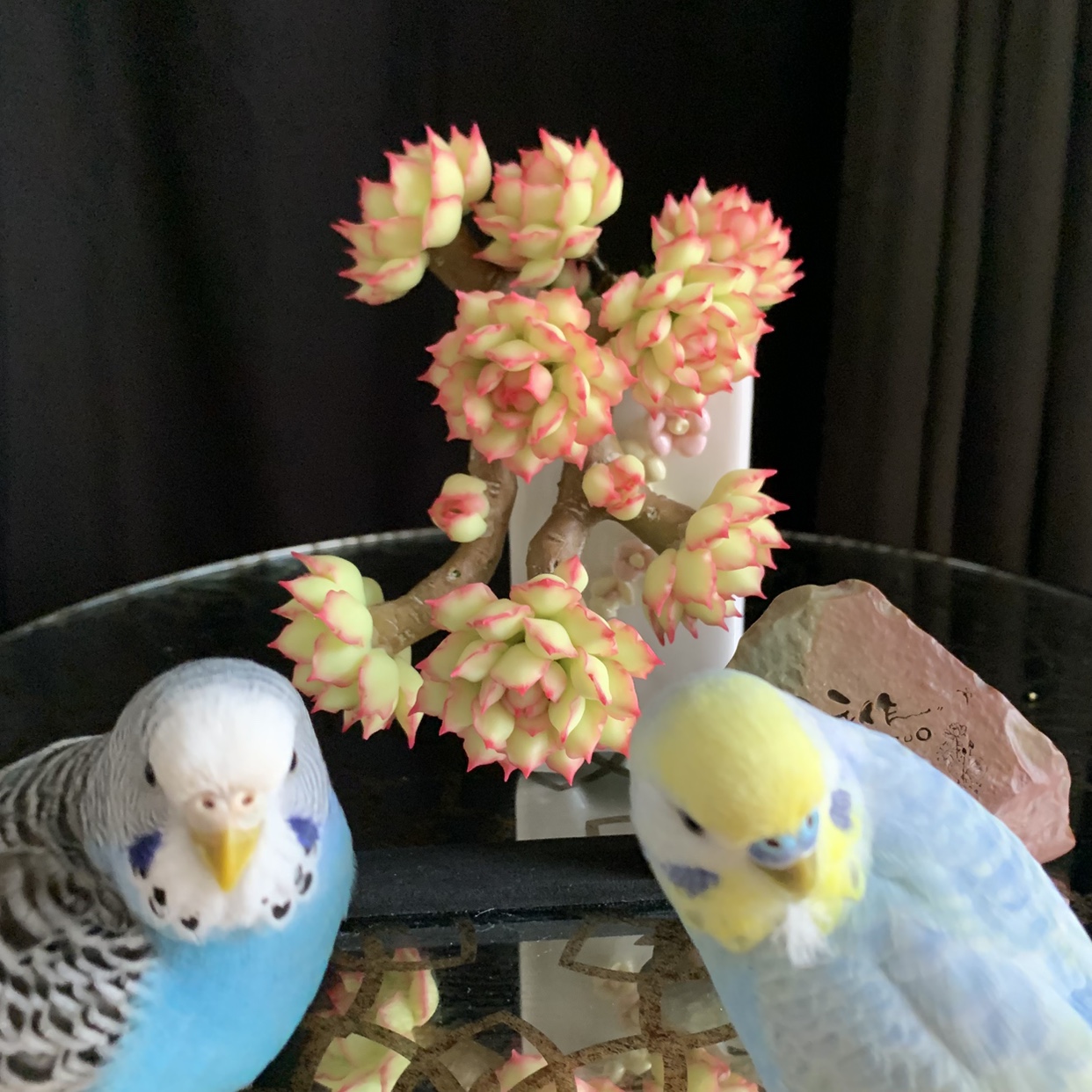 迷你手工粘土多肉虾饺白茶玫瑰