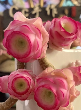 Cc原创迷你树脂黏土仿真多肉山地玫瑰植物小老桩虾饺汽车摆件生日