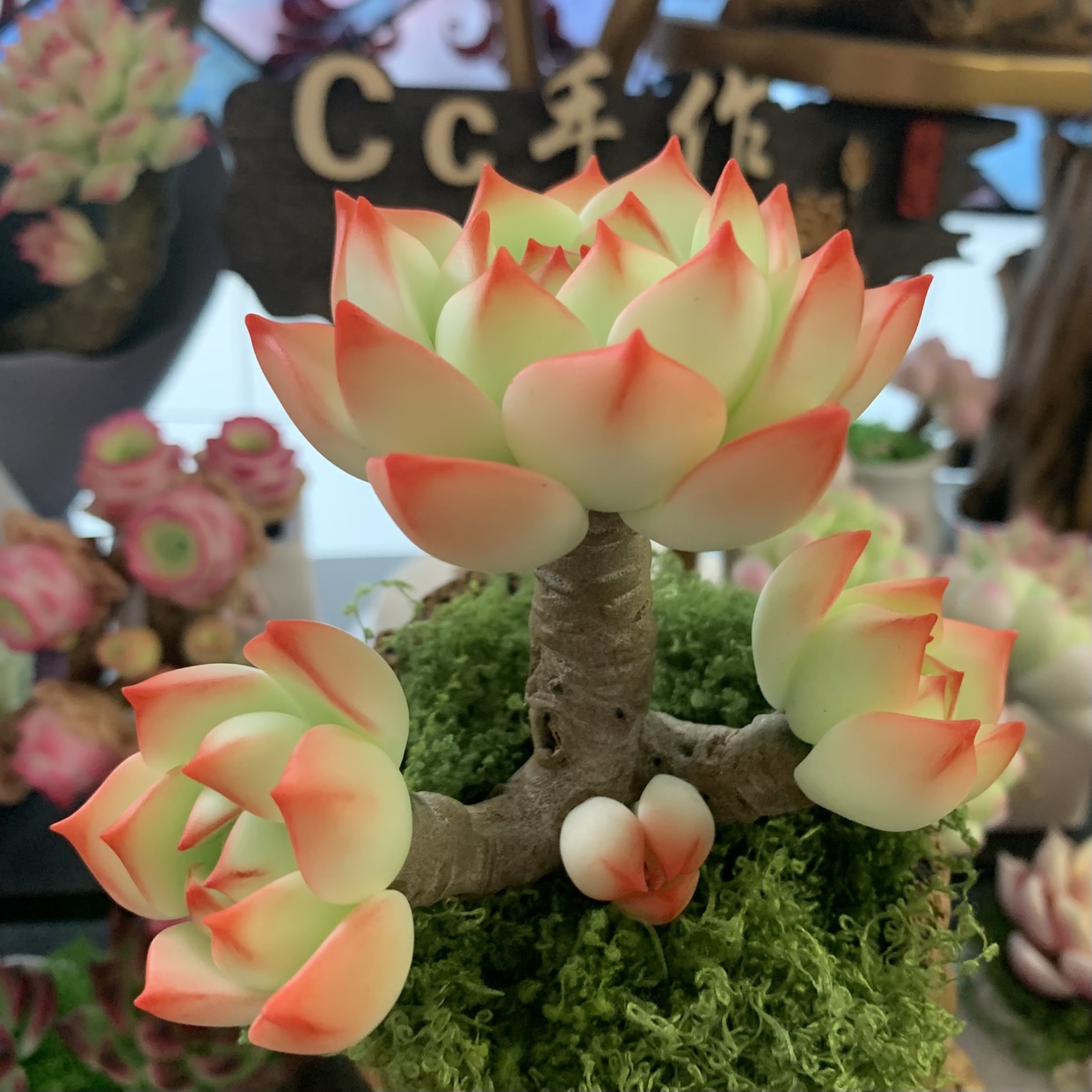 粘土多肉香草玉蝶锦蓝丝绒红心莲