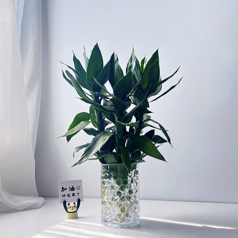 ins风观音竹富贵转运竹水培带根花卉招财绿植办公室盆栽创意礼物