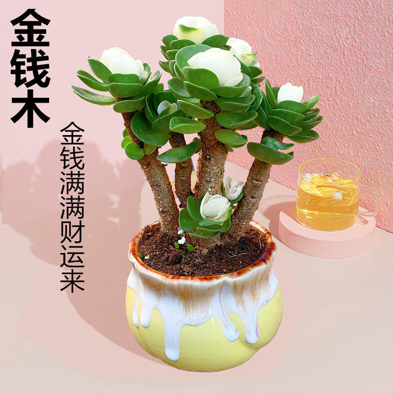 多肉植物特价 天猫多肉植物优惠券 淘宝多肉植物优惠卷免费领取 白菜哦 多肉植物特价 天猫多肉植物优惠券 淘宝多肉植物优惠卷免费领取 白菜哦