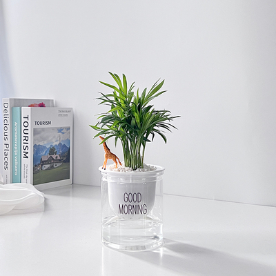 水培袖珍椰子办公室情绪解压植物