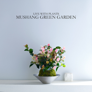 花叶络石水培植物苔藓球客厅办公室桌面盆栽爬藤吊兰新手绿植礼物