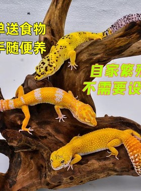 豹纹守宫入门蜥其它两栖爬宠温顺可爱练手学生宿舍儿童宠物