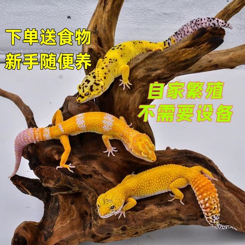 豹纹守宫入门蜥其它两栖爬宠温顺可爱练手学生宿舍儿童宠物