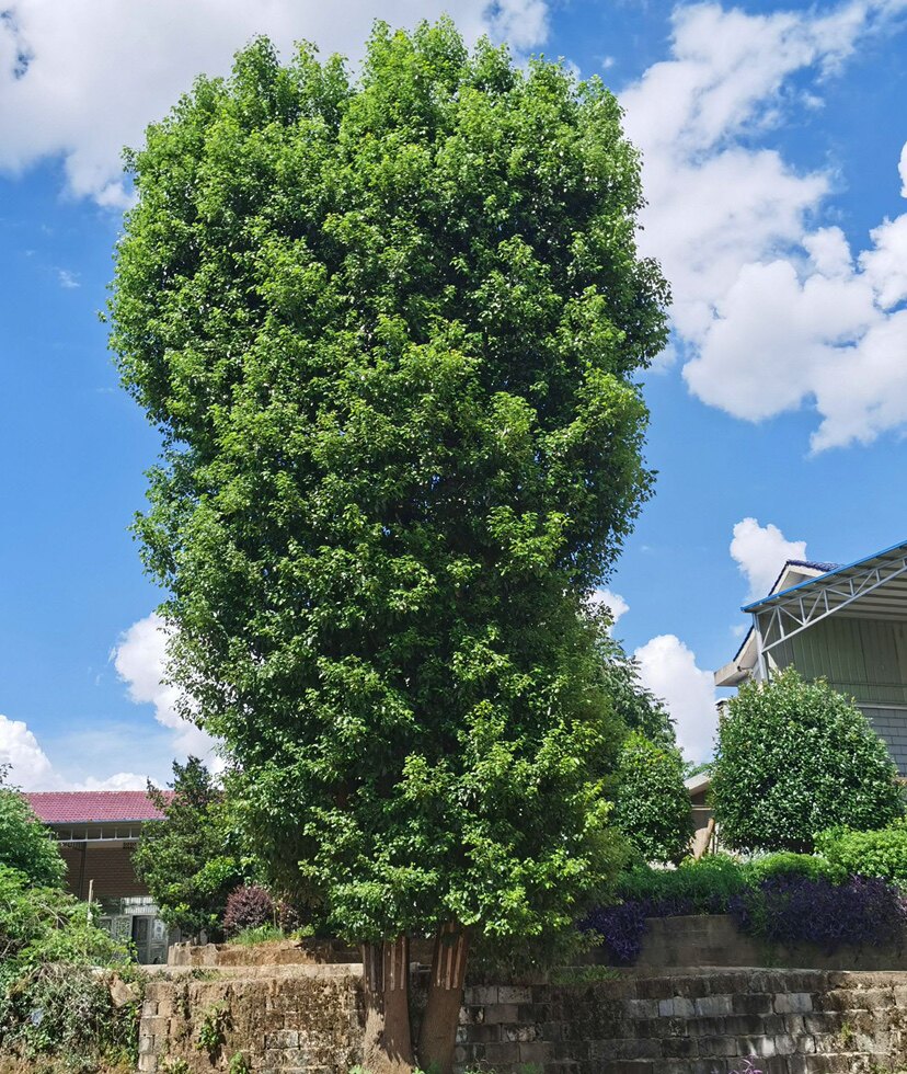 绿化苗木香樟树苗庭院植物花卉香樟木树苗四季常青驱蚊树种植盆栽