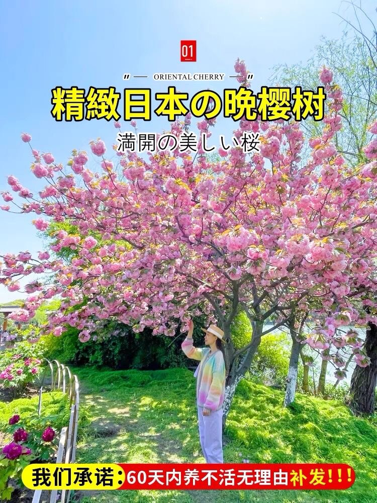 高杆樱花树苗盆栽樱花花苗日本嫁接樱花树庭院别墅绿化大型风景树