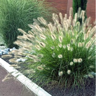 小兔子狼尾草盆栽花镜植物观赏草紫叶狼尾草庭院造景植物野趣美观