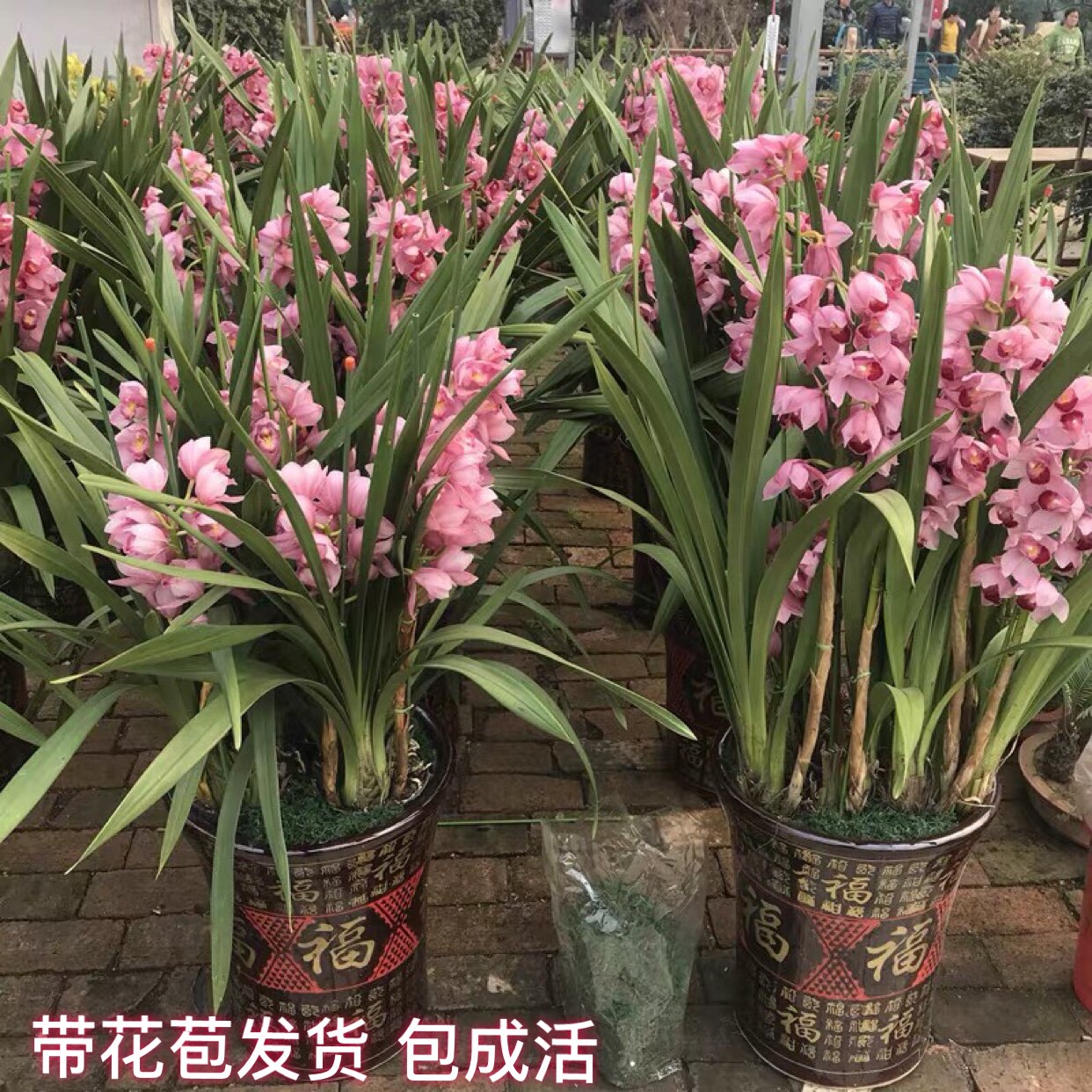 大花蕙兰带花苞办公室内盆栽盆景花卉兰花苗蝉兰虎头兰大苗年宵