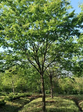 榉树苗庭院道路市政工程苗行道树苗正宗红榉树大树苗日本榉树盆景