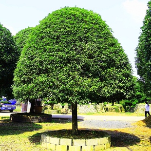 桂花树苗大树丹桂红桂花状元红朱砂金桂四季桂庭院盆栽征地桂花树