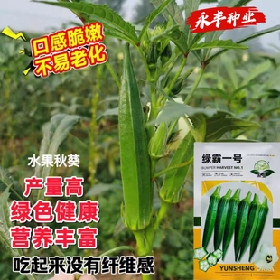 绿霸一号二号油绿水果秋葵种子早熟高产清甜脆嫩不易老化坐果强