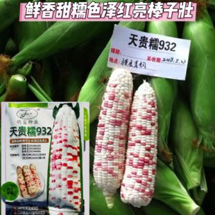 天贵糯932超甜彩糯玉米种子高产国审大棒彩甜糯玉米种籽鲜香甜糯