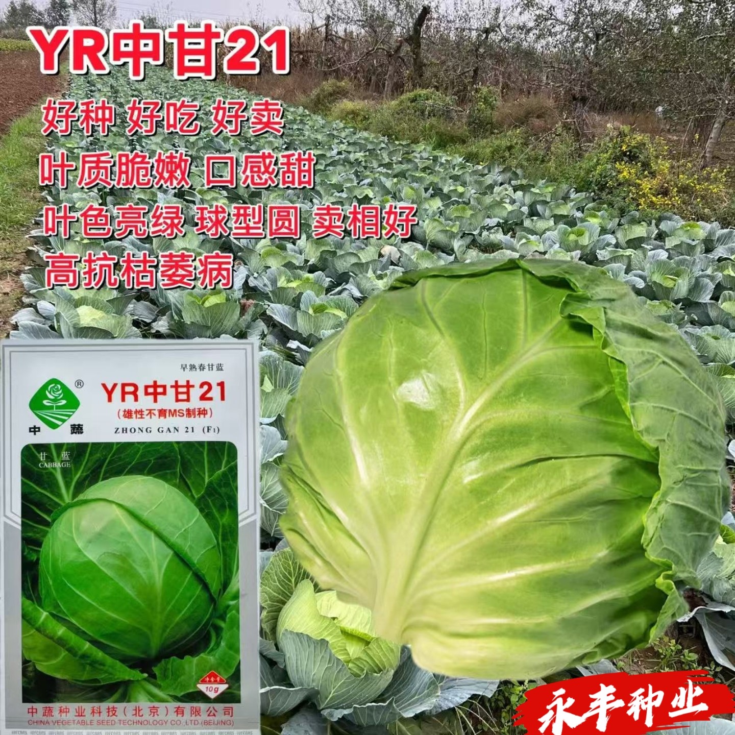 YR中甘21甘蓝种子春早熟高抗枯萎病卷心菜大头菜圆白菜口感好包菜