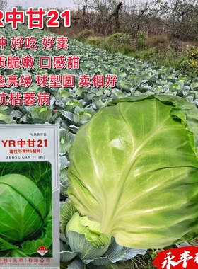 YR中甘21甘蓝种子春早熟高抗枯萎病卷心菜大头菜圆白菜口感好包菜