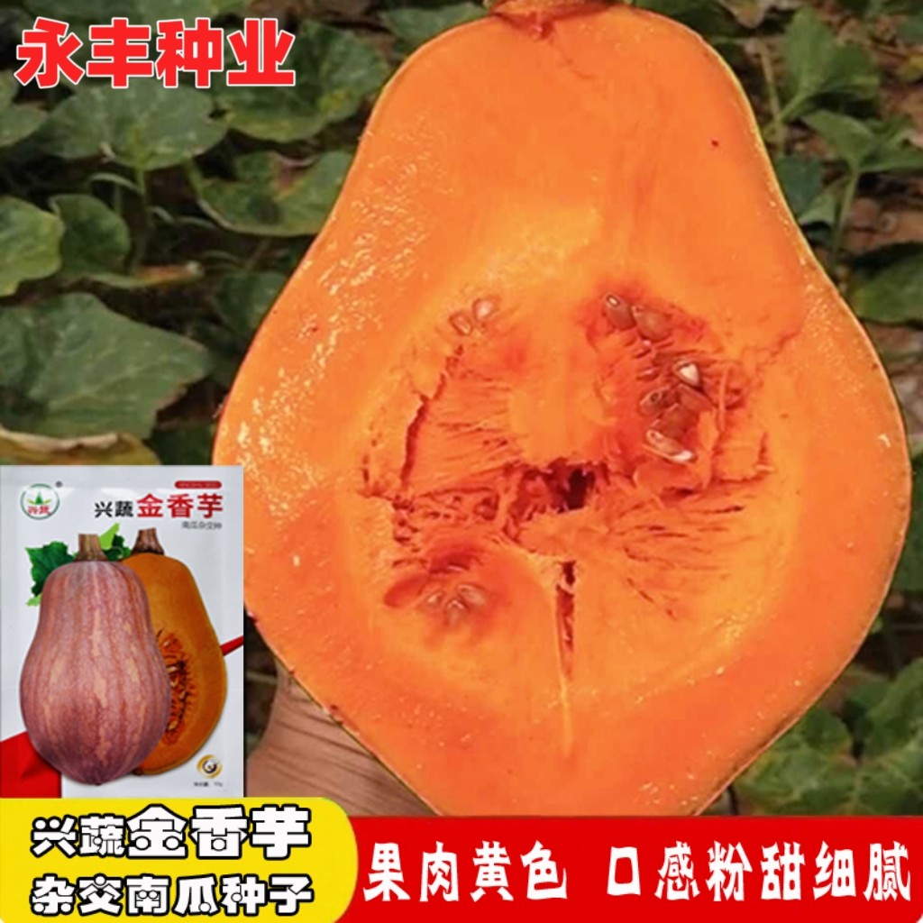 兴蔬金香芋甜蜜南瓜种子早熟种籽高产果实橄榄形春秋冬庭院小南瓜