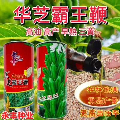华芝霸王鞭白芝麻种子早熟蒴果四棱肥大高油高产三黄抗重茬杂粮籽