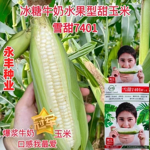 雪甜7401超甜爆浆牛奶水果玉米种子籽粒白色口感特甜生食抗病性好