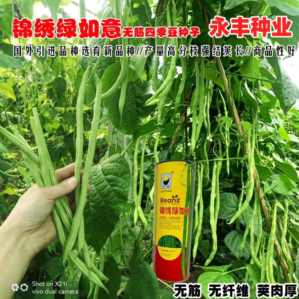 锦绣绿如意无筋豆种子早春种青豌豆种籽四季豆蔬菜孑农用豆角籽种