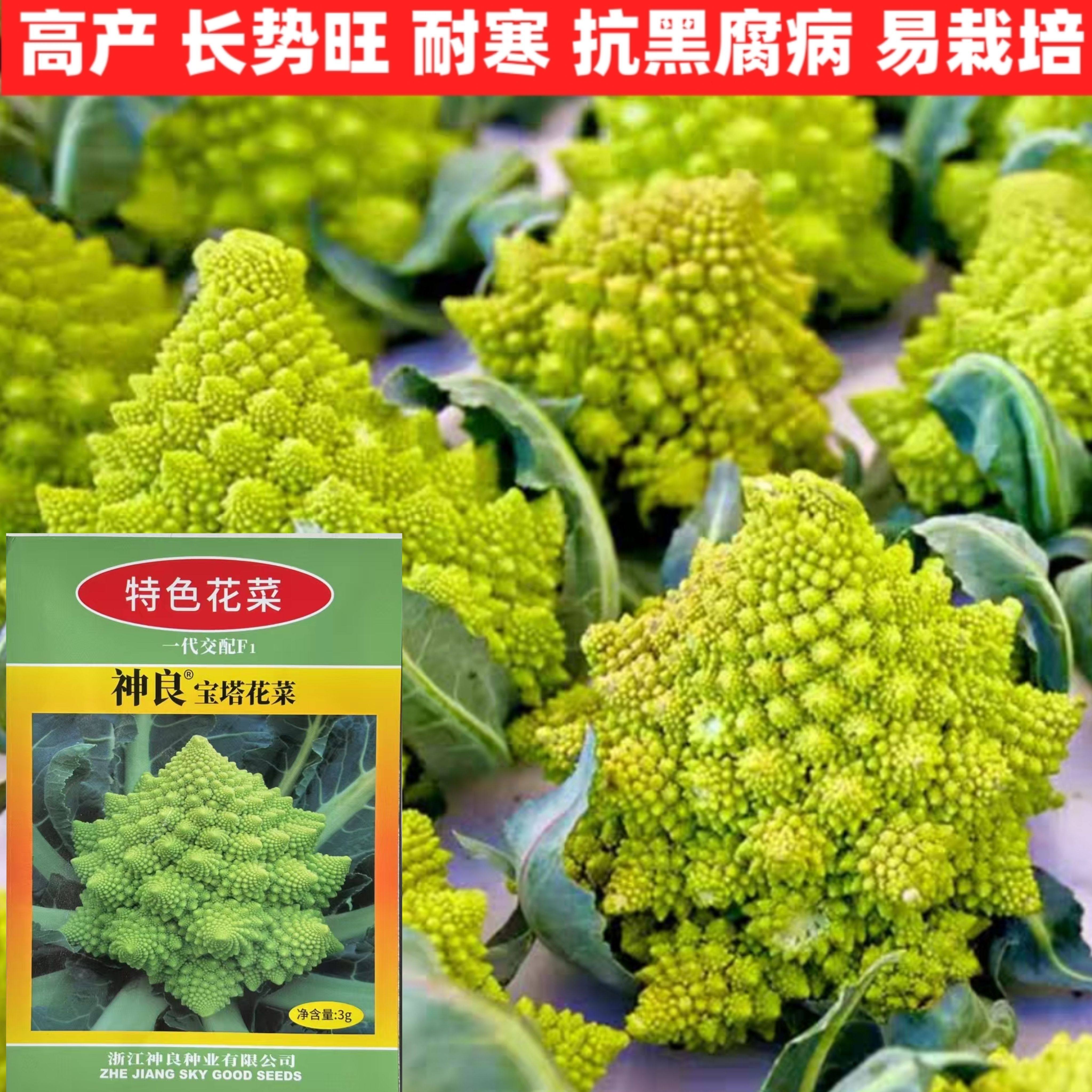 神良宝塔花菜特色花椰菜四季花菜西蓝兰花夏秋季蔬菜水果种子籽孑