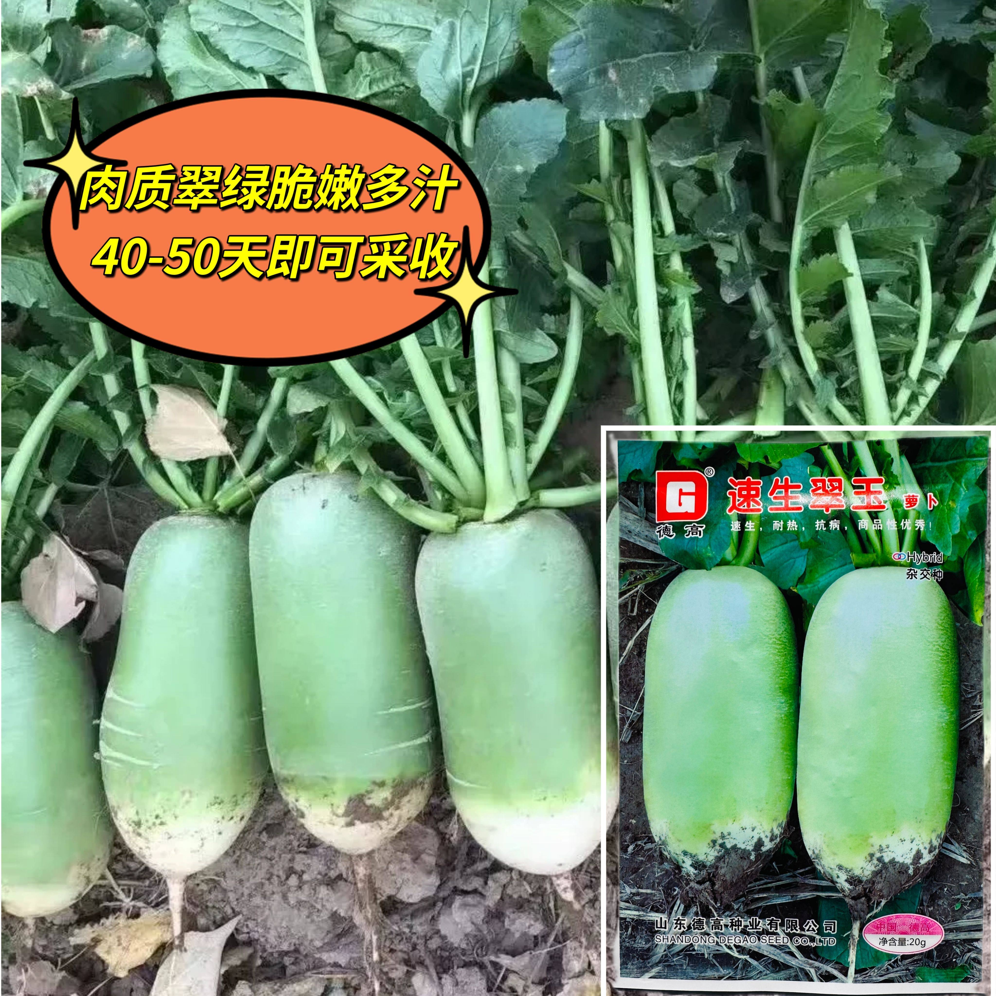 速生翠玉山东潍坊青萝卜新鲜水果型甜脆多汁白皮绿肉生吃沙窝萝卜