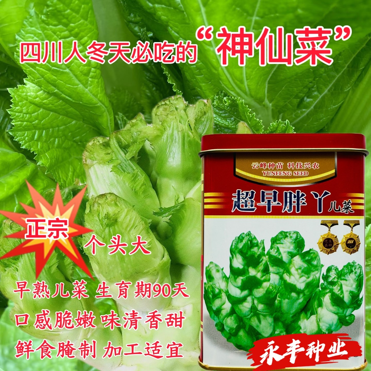 超早胖儿菜种子早熟四川特产四季菜种籽娃娃菜抱子芥菜籽蔬菜籽