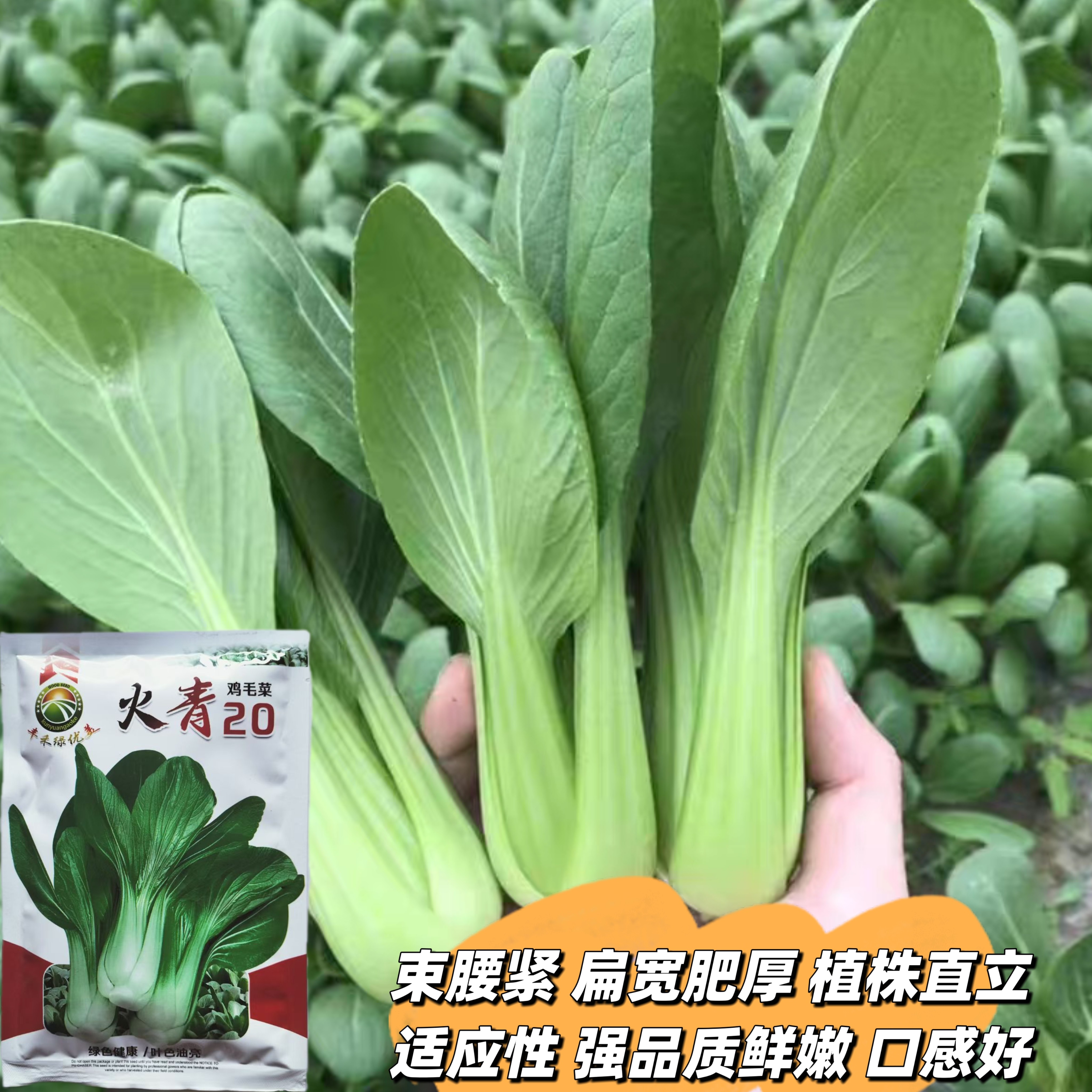 火青20青菜种子耐热耐湿高产束腰紧油绿色青梗菜小青菜鸡毛菜种籽图片