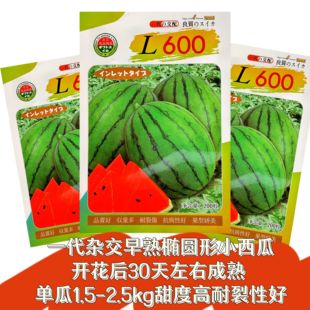 L600高档礼品小西瓜种子口感好薄皮高糖早熟高产商品性佳春夏播