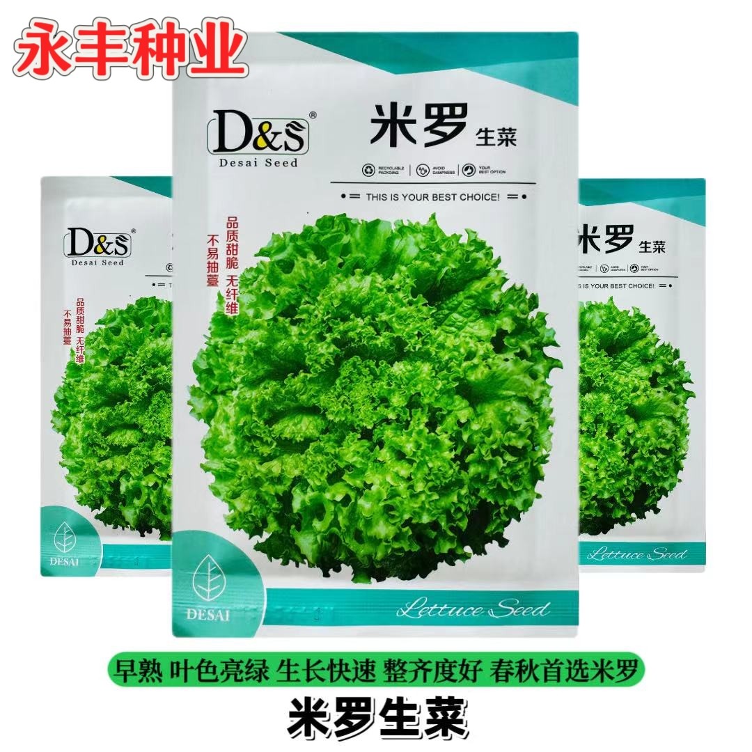 米罗生菜种子抗病强优质圆叶包头生菜阳台易种植农家田园蔬菜种籽