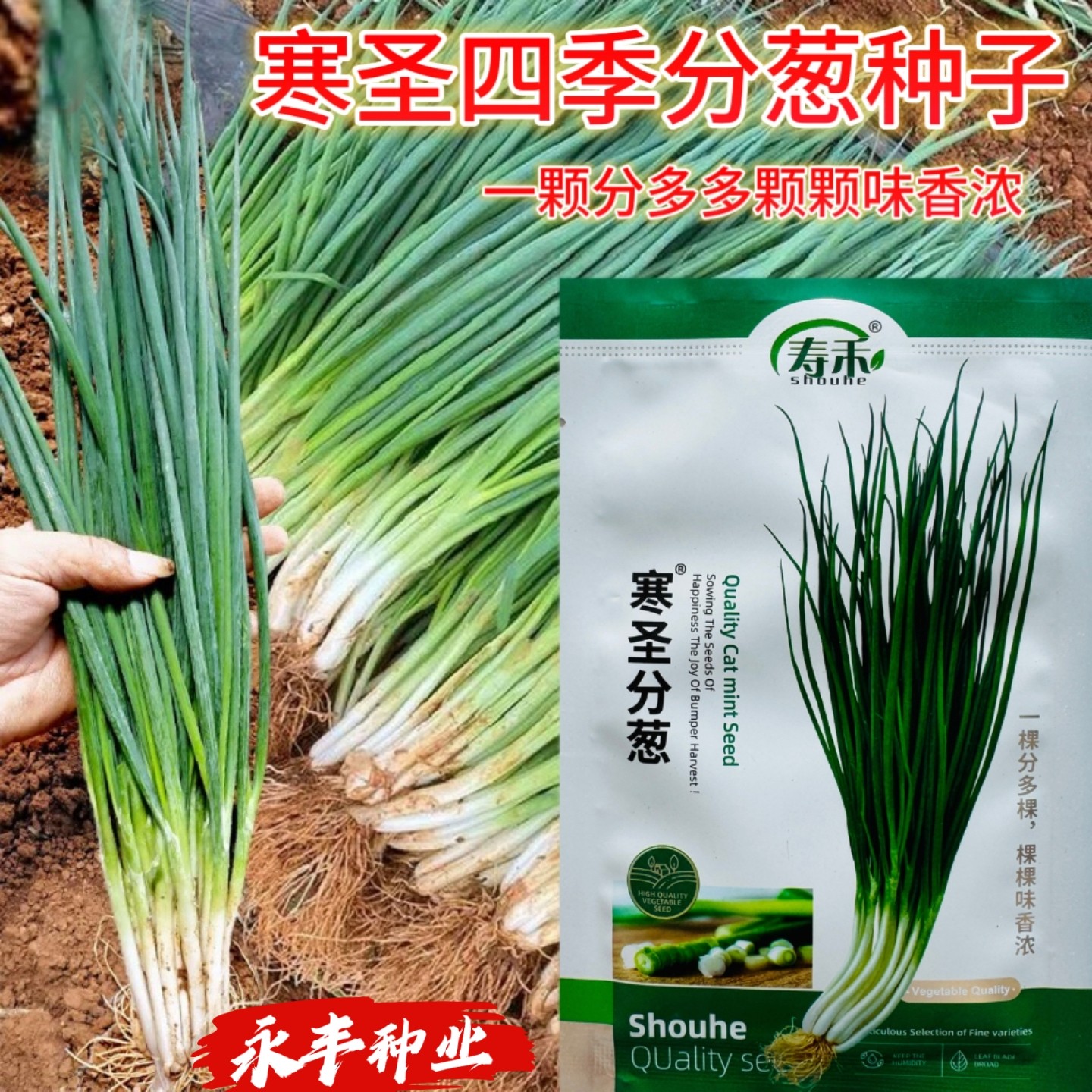 分葱种子四季蔬菜种子夏季葱种子耐热菜种适合秋天种的菜秋季菜种