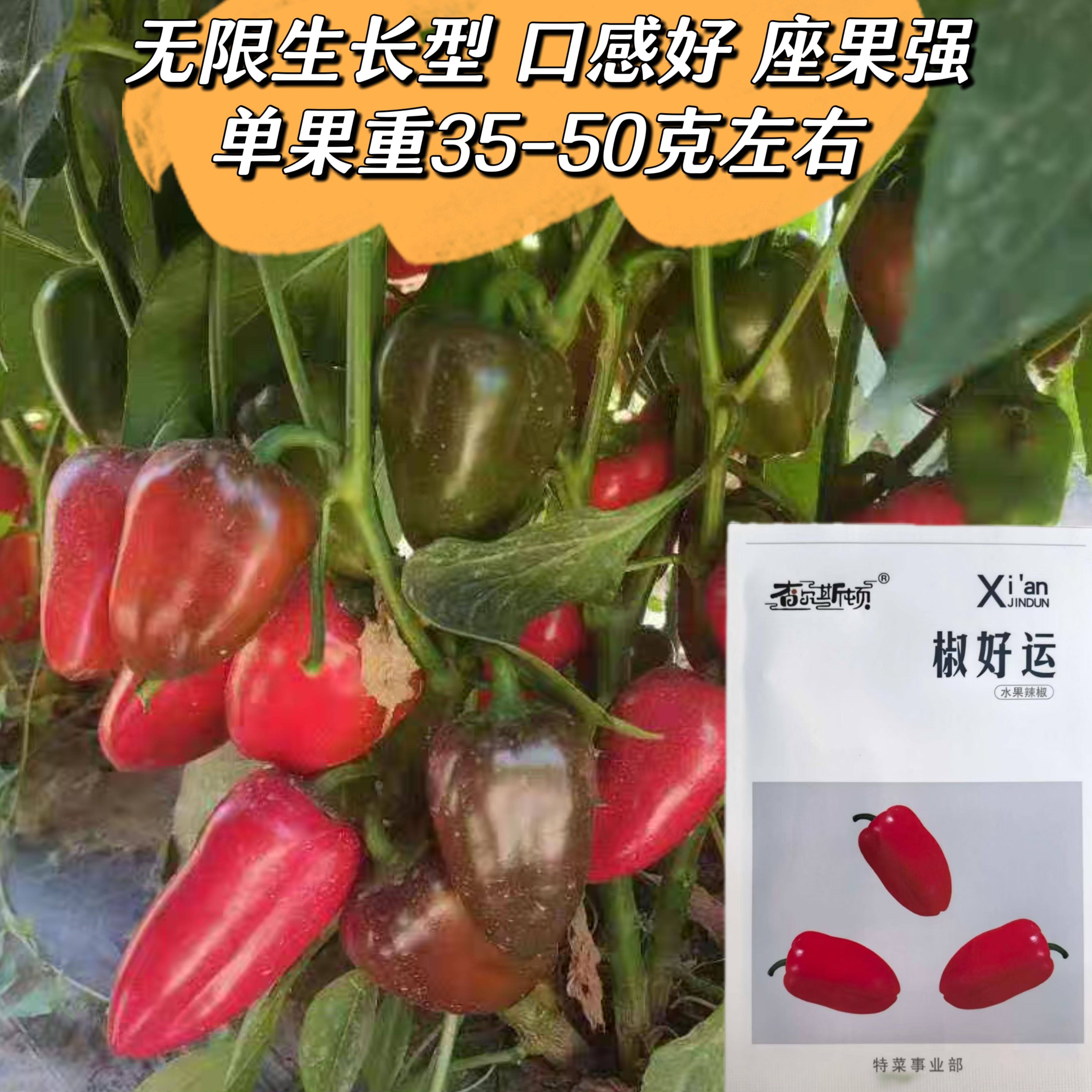 椒好运水果辣椒种子无限生长型口感好红灯笼椒种籽辣椒种籽春秋播