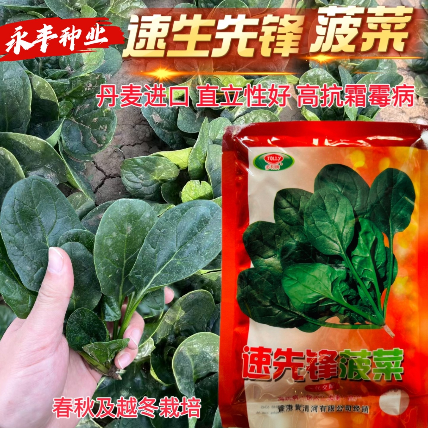 速先锋菠菜种子高抗病中熟深绿叶菠菜种籽直立好耐捆扎春秋越冬孑