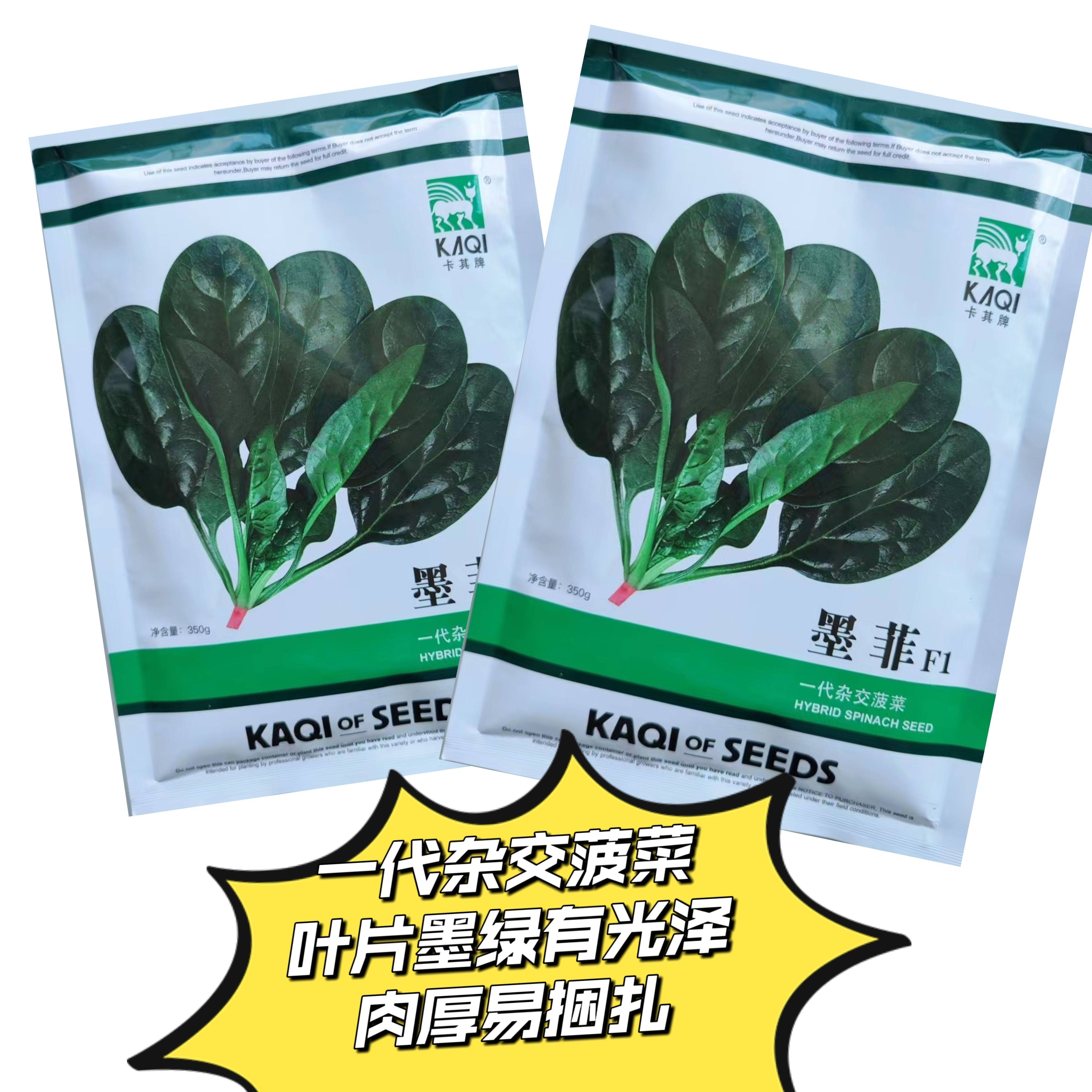 欧强势墨菲一代杂交高端菠菜种子耐寒热菠菜种籽大田秋冬波菜种籽