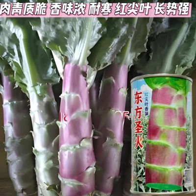 东方圣火红尖叶香莴笋种子红皮红肉香莴苣种子耐热耐寒秋冬季播