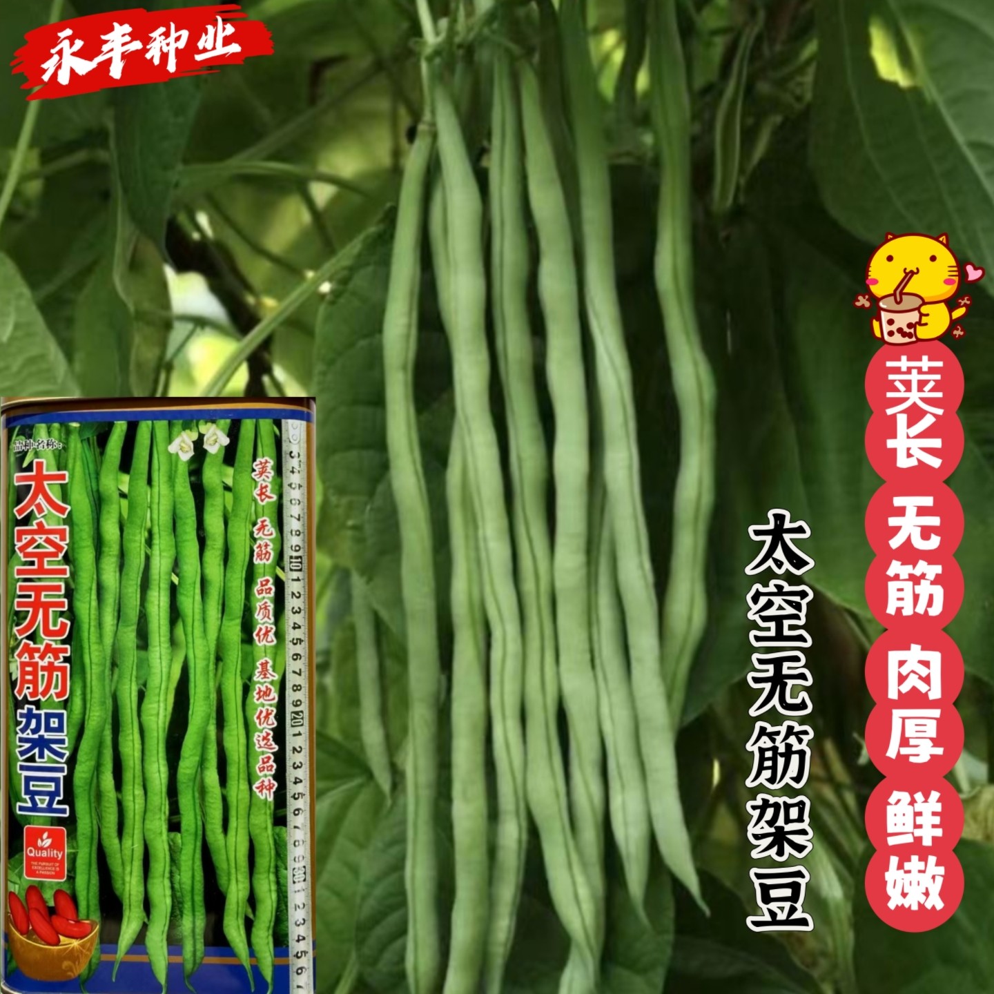 太空航天无筋架豆王豆角种子早熟高产荚长肉厚纤维鲜嫩大田基地