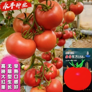 秦番东方158番茄种子无限生长早熟口感好西红柿种籽大红果西红柿