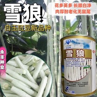 雪狼高产白豆角种子肉厚耐老化早中熟爬藤白玉豇豆种籽春秋基地种