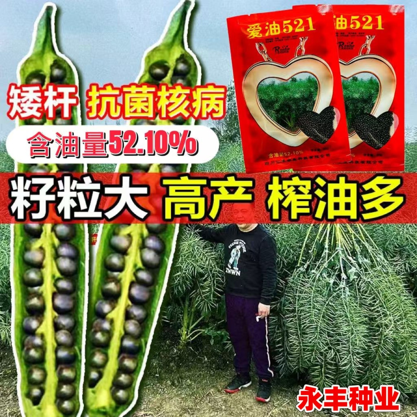 爱油521油菜种子甘蓝型食用油菜种籽杂交矮株含油量高秋季播油菜