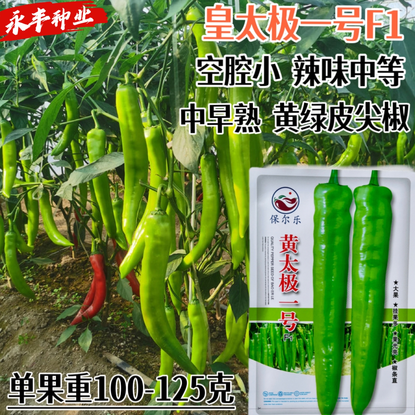 黄太极一号辣椒种子早熟杂交黄皮大果长羊角椒大田基地专用春秋播