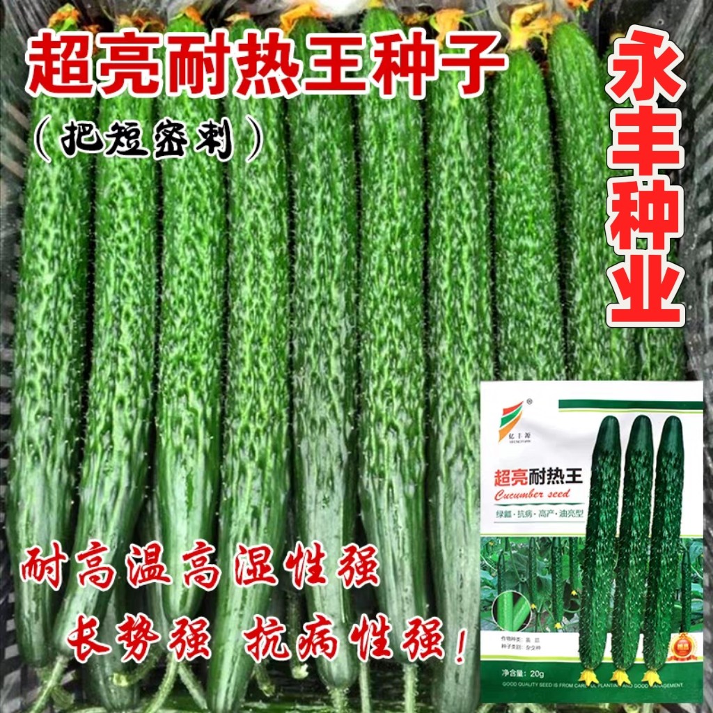 超亮耐热王长黄瓜种子小水果大棚黄瓜种籽盆栽阳台旱黄瓜秋冬蔬菜